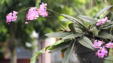 Seçici odak noktası Phalaenopsis sp., Hindistan 'da yaygın olarak ay orkidesi ya da güve orkidesi olarak bilinen ve Endonezya' da Anggrek bulan olarak bilinen