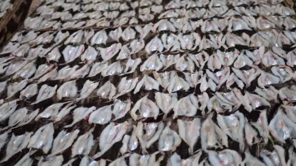 魚を乾燥させるために 太陽の光の下でプラスチックの上に選択的な焦点乾燥魚 イカの先端 を配置します インドネシア タラカンでの会館の作り方 — ストック動画