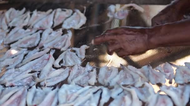 Ινδονήσιος Εργαζόμενος Που Φροντίζει Αποξηραίνονται Ψάρια Στον Ήλιο Οποία Πρέπει — Αρχείο Βίντεο