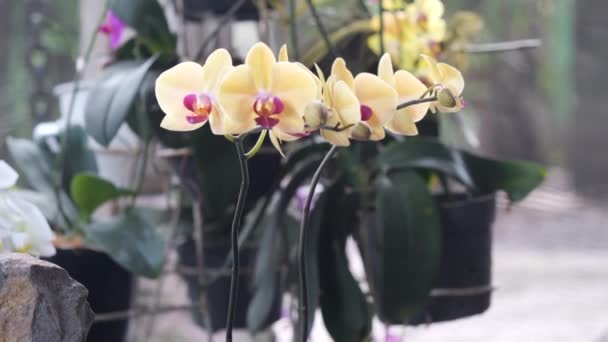 Szelektív Fókusz Phalaenopsis Közismert Nevén Hold Orchidea Vagy Lepke Orchidea — Stock videók