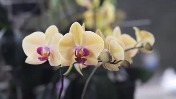 Enfoque Selectivo Phalaenopsis Comúnmente Conocida Como Orquídea Lunar Orquídea Polilla — Vídeo de stock