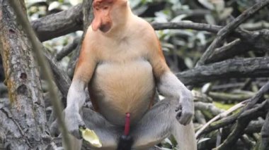 Yetişkin bir erkek hortum maymunu (Nasalis larvatus) alfa erkeği ağaçta yemekten zevk alır. Hortumlu maymunlar, mangrovlara, bataklıklara ve kıyılara dağılmış olan Borneo adasına özgü bir türdür.