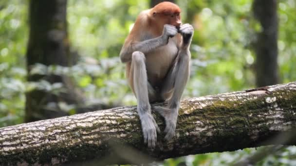 Mladý Samec Opice Proboscis Nasalis Larvatus Těší Jídlo Stromě Opice — Stock video