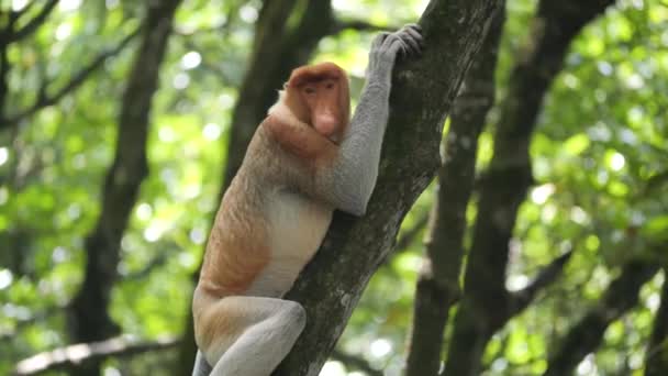 Ένας Ενήλικος Αρσενικός Πίθηκος Proboscis Nasalis Larvatus Άλφα Αρσενικό Απολαμβάνει — Αρχείο Βίντεο