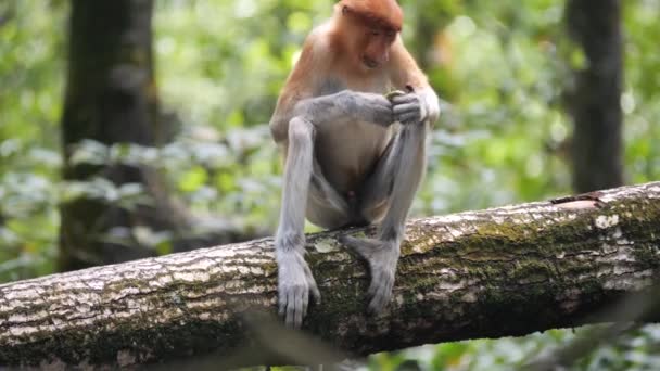 若いオスのプロボシス猿 Nasalis Larvatus は木の上で食べ物を楽しんでいます 原生動物のサルはボルネオ島特有のもので マングローブや湿地 海岸林に散在しています — ストック動画