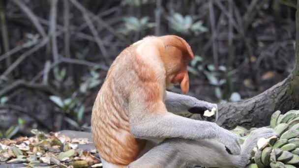 Side Adult Male Proboscis Monkey Nasalis Larvatus Alpha Male Enjoying — Stock Video