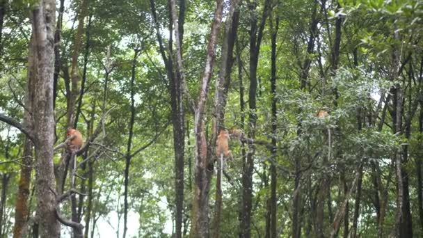 Πίθηκος Proboscis Nasalis Larvatus Απολαμβάνει Κάθεται Ένα Δέντρο Πίθηκοι Proboscis — Αρχείο Βίντεο