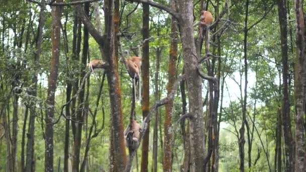 Πίθηκος Proboscis Nasalis Larvatus Απολαμβάνει Κάθεται Ένα Δέντρο Πίθηκοι Proboscis — Αρχείο Βίντεο