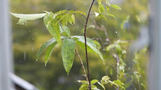 Vattendroppar Gröna Blad Regndag Dag Regndroppe Lövträdet Kraftigt Regn Faller — Stockvideo