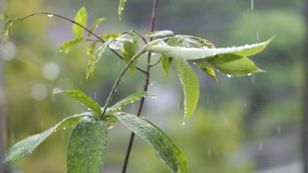 Kropelki Wody Utrwalone Zielonych Liściach Pada Dzień Dzień Krople Deszczu — Wideo stockowe