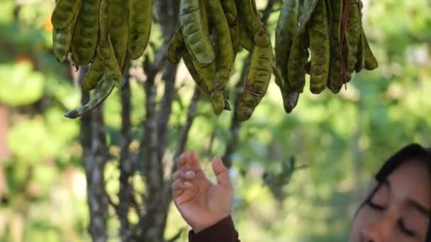 インドネシア タラカンのペタイ パキア スペキオサ に触れる女性の手 — ストック動画
