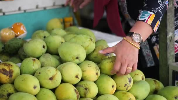 Hou Mango Vast Groene Mango Vrouwenhanden Handmatig Plukken Van Verse — Stockvideo