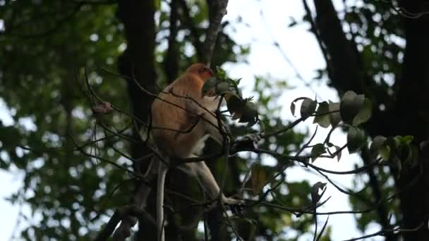 野生の雌のプロボシス猿 木の上に座って マングローブの葉を食べ インドネシアのタラカンを見て回る マングローブ林で採餌する原生動物のサル 野生動物のストック映像 — ストック動画