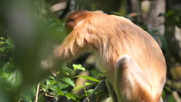 Γυναίκα Προβοσκίδα Μαϊμού Στην Άγρια Φύση Κάθεται Στο Δέντρο Τρώει — Αρχείο Βίντεο