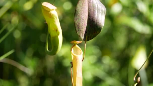 Tropical Pitcher Plants Nepenthes Género Plantas Carnívoras Que Pueden Comer — Vídeos de Stock