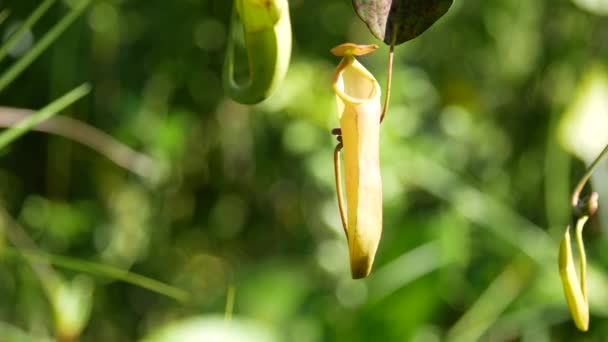 热带猪笼草 Tropical Pitcher Plants或Nepenthes 是食虫植物的一个属 可以吃昆虫 这是在印度尼西亚塔拉坎森林深处发现的奇异植物 — 图库视频影像