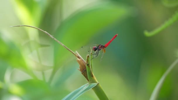 Nannophya Pygmaea Percha Ramita Esta Una Las Libélulas Más Pequeñas — Vídeos de Stock
