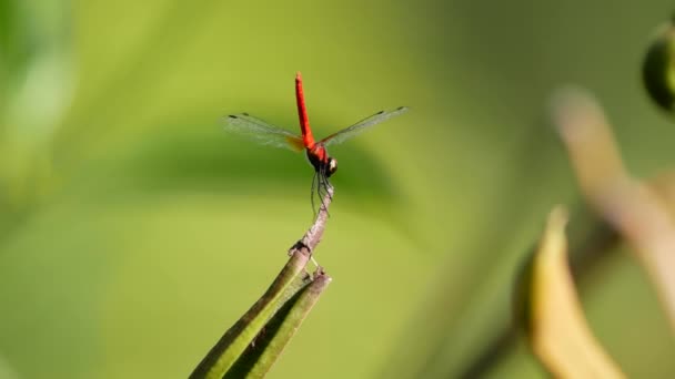 Nannophya Pygmaea Barsch Zweig Dies Ist Eine Der Kleinsten Libellen — Stockvideo