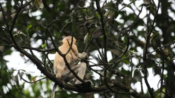 Μια Νεαρή Μαϊμού Προβοσκίδα Στην Άγρια Φύση Κάθεται Στο Δέντρο — Αρχείο Βίντεο