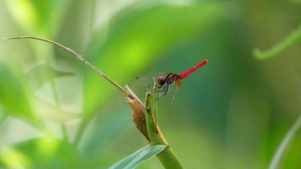 在枝条上栖息着菊花 这是世界上最小的蜻蜓之一 雄性的尾翼长12 13毫米 体长在16 17毫米之间 — 图库视频影像