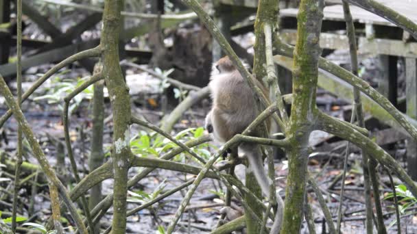 Macaca Fascicularis Singes Vivant Dans Forêt Mangroves Tarakan Kalimantan Utara — Video