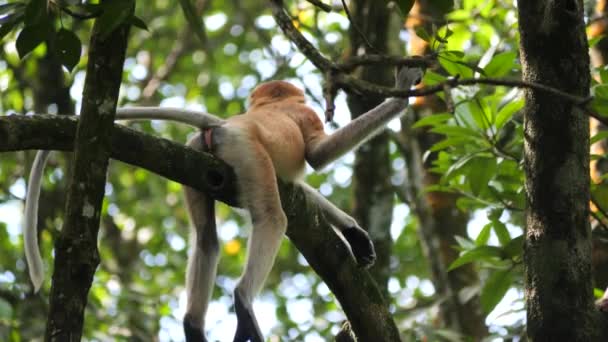 Ένας Νεαρός Πίθηκος Proboscis Nasalis Larvatus Απολαμβάνει Ξαπλωμένος Ένα Δέντρο — Αρχείο Βίντεο