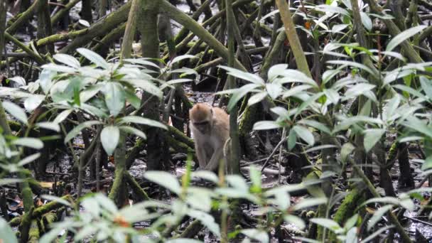 Macaca Fascicularis Apor Som Bor Mangroveskogen Vid Tarakan Kalimantan Utara — Stockvideo