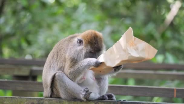 Affenmutter Mit Baby Isst Aus Einem Müllcontainer Tarakan Indonesien — Stockvideo