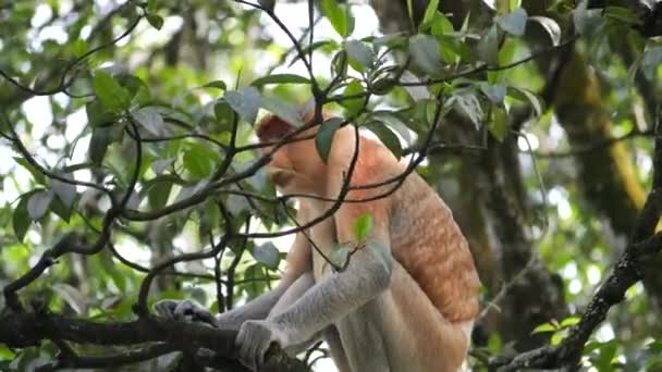 Macaco Probóscide Macho Adulto Nasalis Larvatus Macho Alfa Está Desfrutando — Vídeo de Stock