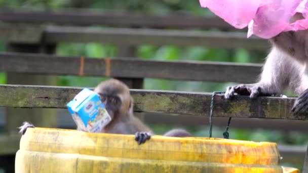 Ibu Monyet Dengan Bayi Makan Dari Tempat Sampah Tarakan Indonesia — Stok Video
