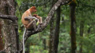 Uzun Burunlu Maymun ve Bebek. Hortumlu maymun bebek mangrov ağacında oynuyor. Dişi hortumlu maymun (Nasalis larvatus) bebeğiyle birlikte Borneo Adası yağmur ormanlarında doğal bir yaşam alanında.