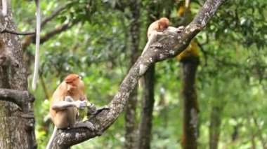 Uzun Burunlu Maymun ve Bebek. Hortumlu maymun bebek mangrov ağacında oynuyor. Dişi hortumlu maymun (Nasalis larvatus) bebeğiyle birlikte Borneo Adası yağmur ormanlarında doğal bir yaşam alanında.