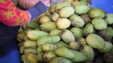 Mangoyu tutuyorum. Yeşil Mango Kadın Ellerinde. Taze mango topluyorum..