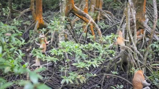 Επιλεκτική Εστίαση Πίθηκος Proboscis Nasalis Larvatus Δραστηριοποιείται Στο Δάσος Μανγκρόουβ — Αρχείο Βίντεο