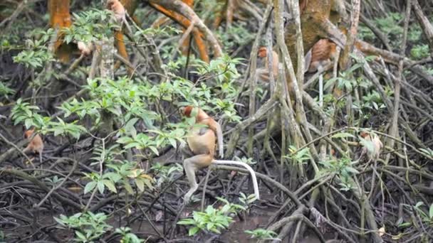 Selektivt Fokus Proboscis Apa Nasalis Larvatus Aktiv Mangroveskogen Tarakan Indonesien — Stockvideo