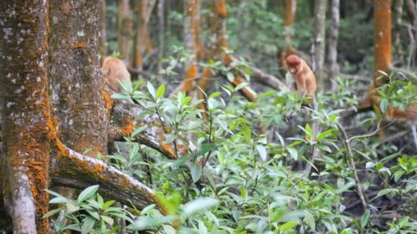 Foco Seletivo Macaco Proboscis Nasalis Larvatus Ativo Floresta Manguezais Tarakan — Vídeo de Stock
