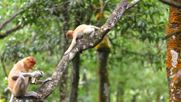 ロング ノーズ サルと赤ちゃん マングローブの木で遊んでいるプロボシスの猿の赤ちゃん ボルネオ島の熱帯雨林の自然の生息地で彼女の赤ちゃんと女性のプロトシスサル — ストック動画