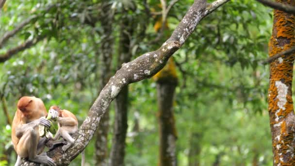 Long Hidung Monyet Dengan Bayi Bayi Monyet Proboscis Bermain Pohon — Stok Video