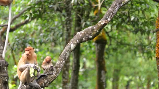 Long Hidung Monyet Dengan Bayi Bayi Monyet Proboscis Bermain Pohon — Stok Video