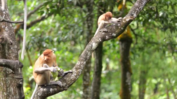 Πίθηκος Μακριά Μύτη Και Μωρό Προβοσκίδα Μαϊμού Μωρό Παίζει Δέντρο — Αρχείο Βίντεο