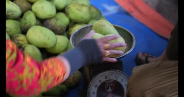 Sujetando Mango Mango Verde Manos Mujer Recoger Mangos Frescos Mano — Vídeos de Stock