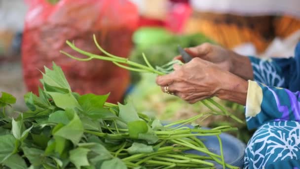 Manos Mujer Mayor Indonesia Preparando Verduras Hoja Verde Para Cocinar — Vídeos de Stock