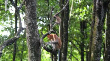 Uzun Burunlu Maymun ve Bebek. Hortumlu maymun bebek mangrov ağacında oynuyor. Dişi hortumlu maymun (Nasalis larvatus) bebeğiyle birlikte Borneo Adası yağmur ormanlarında doğal bir yaşam alanında.