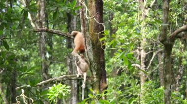 Uzun Burunlu Maymun ve Bebek. Hortumlu maymun bebek mangrov ağacında oynuyor. Dişi hortumlu maymun (Nasalis larvatus) bebeğiyle birlikte Borneo Adası yağmur ormanlarında doğal bir yaşam alanında.