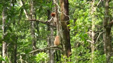 Uzun Burunlu Maymun ve Bebek. Hortumlu maymun bebek mangrov ağacında oynuyor. Dişi hortumlu maymun (Nasalis larvatus) bebeğiyle birlikte Borneo Adası yağmur ormanlarında doğal bir yaşam alanında.