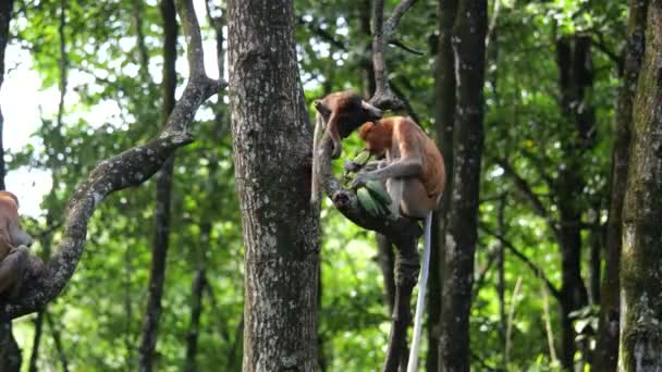 Macaco Nariz Comprido Com Bebé Proboscis Macaco Bebê Brincando Árvore — Vídeo de Stock