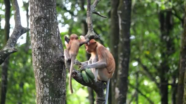 Långa Näsa Apa Med Bebis Proboscis Apa Leker Mangroveträd Kvinnlig — Stockvideo
