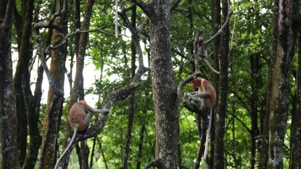 Uzun Burunlu Maymun Bebek Hortumlu Maymun Bebek Mangrov Ağacında Oynuyor — Stok video
