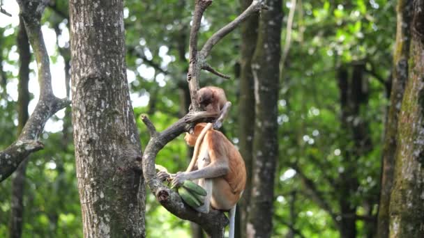 ロング ノーズ サルと赤ちゃん マングローブの木で遊んでいるプロボシスの猿の赤ちゃん ボルネオ島の熱帯雨林の自然の生息地で彼女の赤ちゃんと女性のプロトシスサル — ストック動画