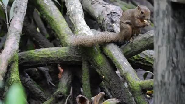 Plantain Squirrel Callosciurus Notatus Eating Banana — Stock Video